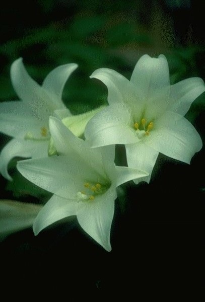 lys-blancs