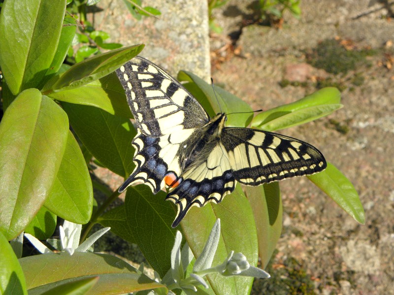 papillon